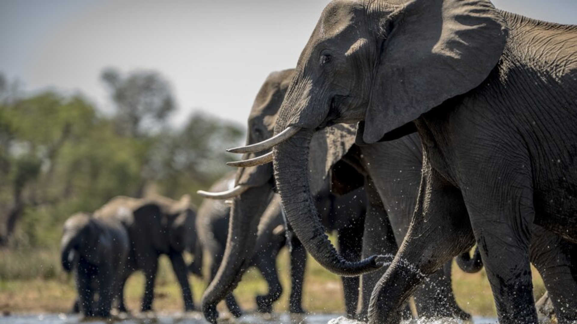 9-Day Southern Tanzania Lifetime Adventurous Safari